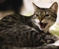 Смертельный вирус нашли у кошки