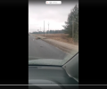 Лось погиб в ДТП в Городецком округе