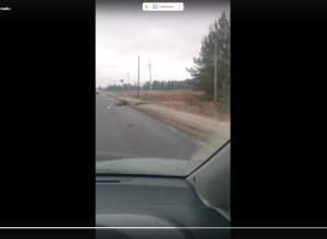 Лось погиб в ДТП в Городецком округе
