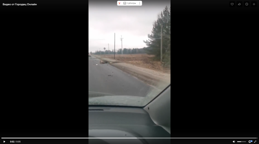 Лось погиб в ДТП в Городецком округе