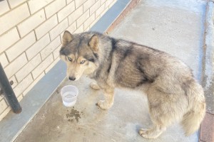 Возможно потеряна собака