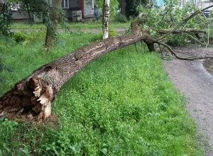 Что делать, если нужно убрать или спилить опасное дерево?