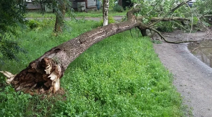 Что делать, если нужно убрать или спилить опасное дерево?